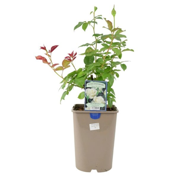 Rose Silver Anniversary 5.5L Pot