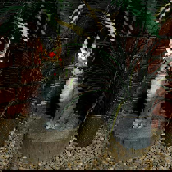 St Helens Female Rabbit With Light Up Head band