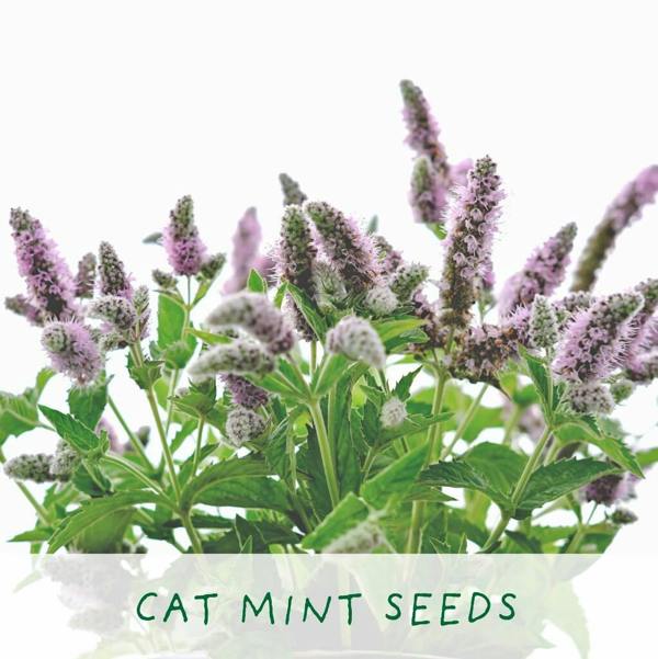 Cat Lovers Eco Grow Your Own Plant Kit - alternative angle