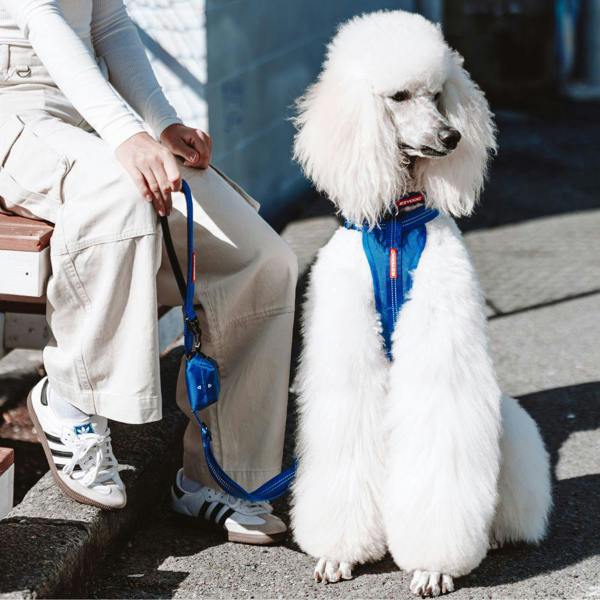 EzyDog Essential Adjustable Dog Collar in Blue