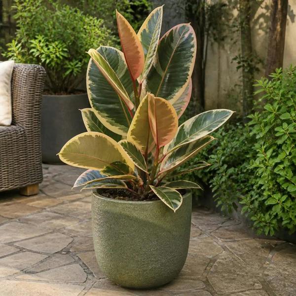 Ficus Tineke Rubber Plant 21cm Pot – Large Indoor Houseplant