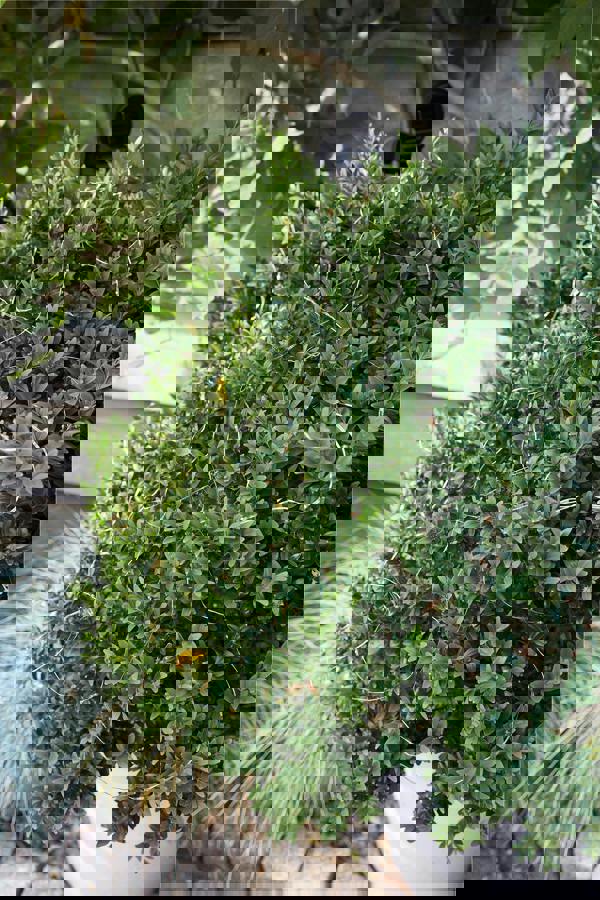 Luxform Solar 100 Led Copper Wire Microlight Rgb Sevilla