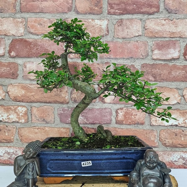 Yorkshire Bonsai Chinese Elm (Ulmus Parvifolia) Bonsai Tree | Shaped | In 25cm Pot