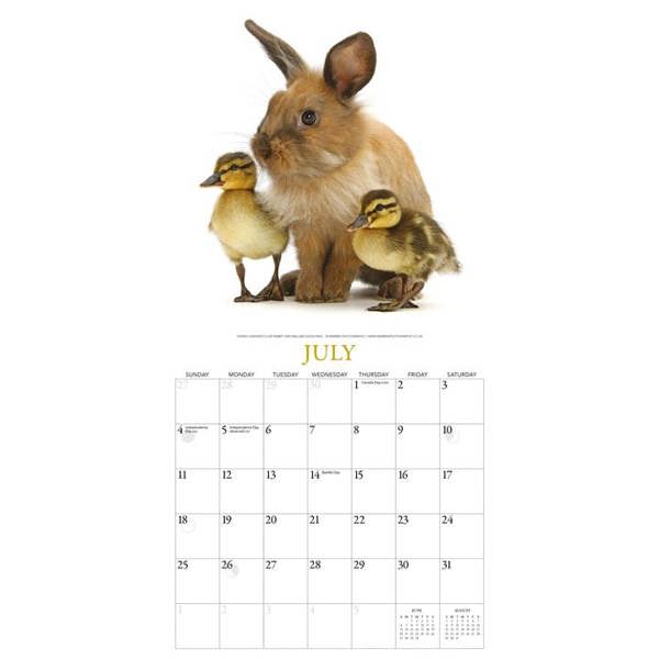 Unbranded Bunnies & Friends Calendar 2027, Wall Calendars, Month To View, Animals, Gift