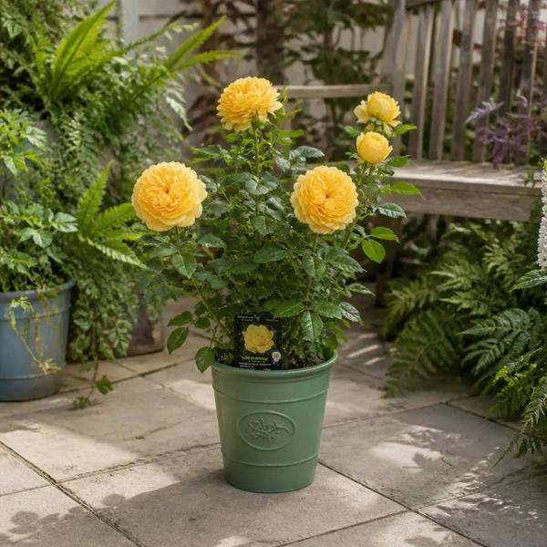 3L Golden Wedding Yellow Rose Bush - Beautiful Flowering Plant Gift - Premium Plastic Olive Green