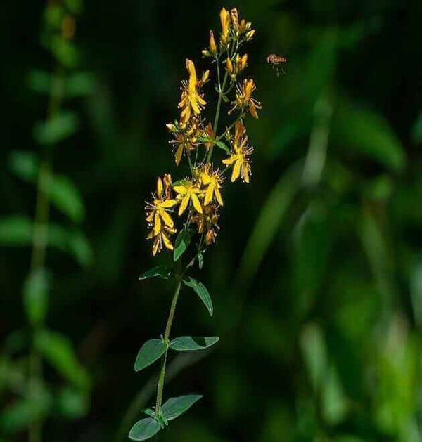 Agrimonia Eupatoria Seeds