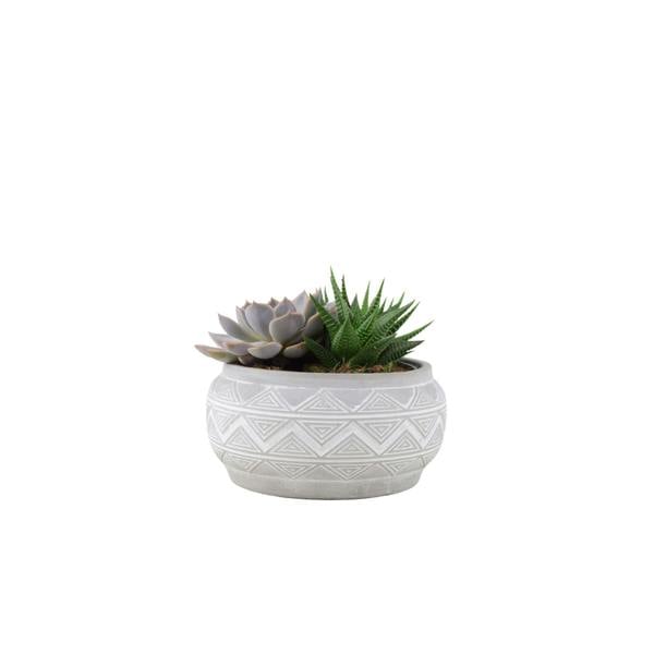 Succulent Mixed in Marrakesh Bowl Plants By Post