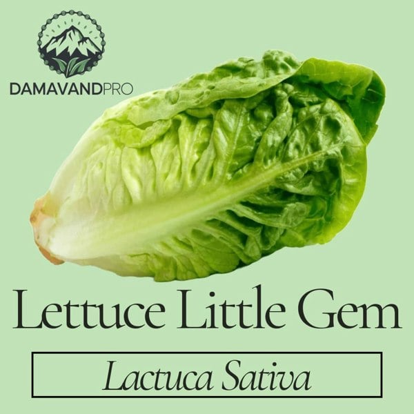 Lettuce Little Gem Seeds (Lactuca Sativa)