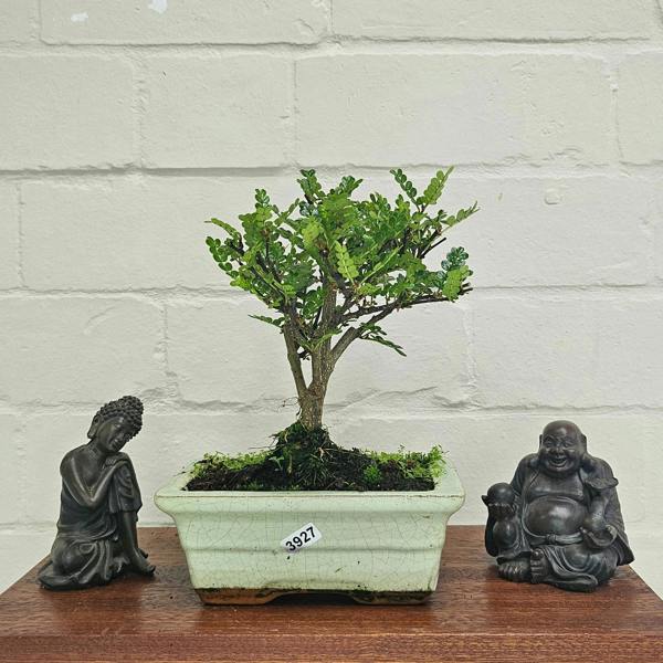 Yorkshire Bonsai Chinese Pepper (Zanthoxylum Pipertum) Bonsai Tree | Broom | In 20cm Pot