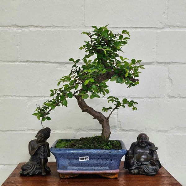 Yorkshire Bonsai Chinese Elm (Ulmus Parvifolia) Bonsai Tree | Shaped | In 15cm Pot