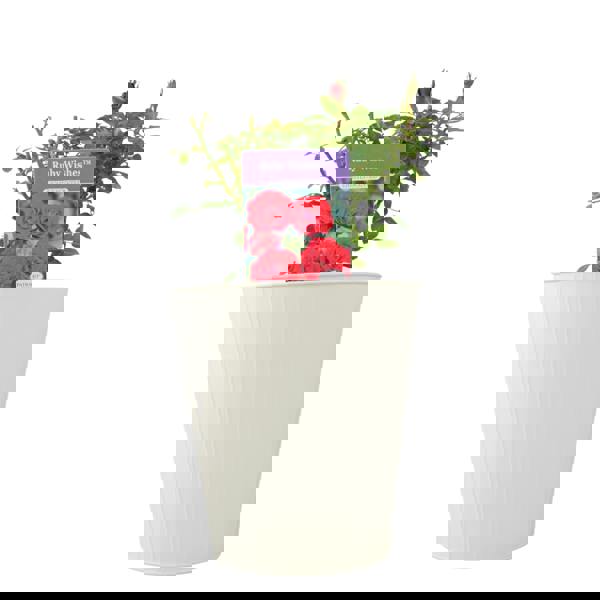 Ruby Wishes Rose (Bush) – 5.5L Pot – Compact Patio Rose with Rich Red Blooms Plants By Post