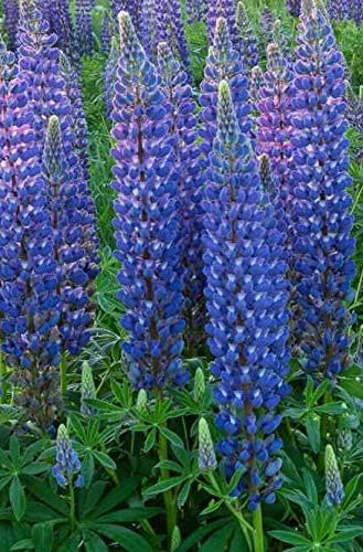 wildflower-meadows-seed-mixtures