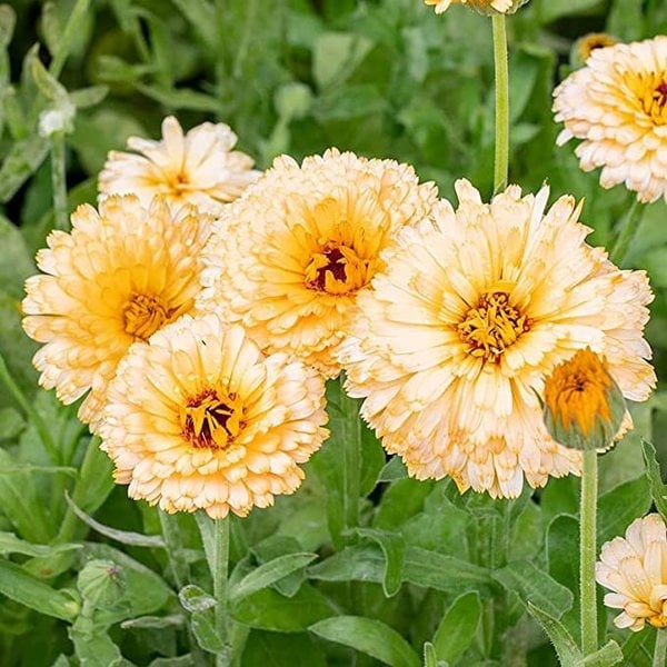 calendula pacific beauty