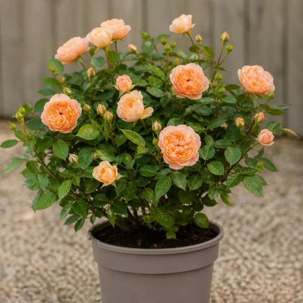 5L Rose Many Happy Returns Peach Rose Bush - Beautiful Flowering Garden Plant