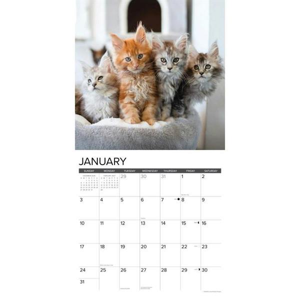 Just Maine Coon Kittens Calendar 2027, Wall Calendars, Month To View, Cats, Gift