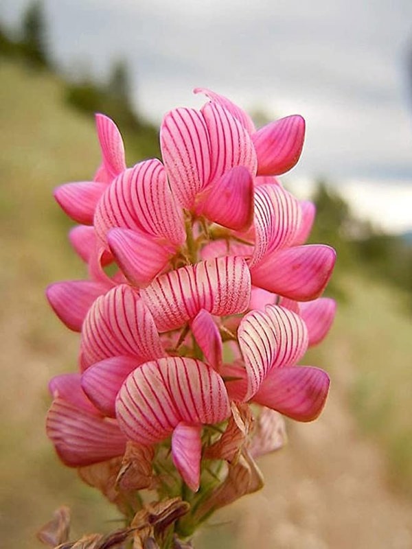 wildflower-meadows-seed-mixtures for sale