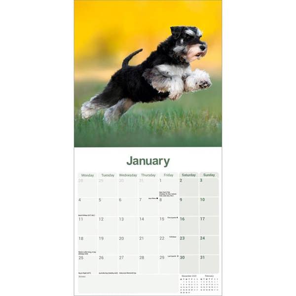 Miniature Schnauzer Calendar 2027, Wall Calendars, Month To View, Dogs, Gift