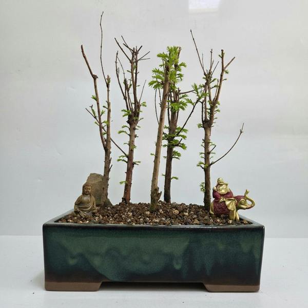 Yorkshire Bonsai Dawn Redwood (Metasequoia) Premium Bonsai Forest Bundle | Upright | In 32cm Pot | 5316