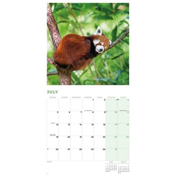 Red Panda Calendar 2027, Wall Calendars, Month To View, Animals, Gift