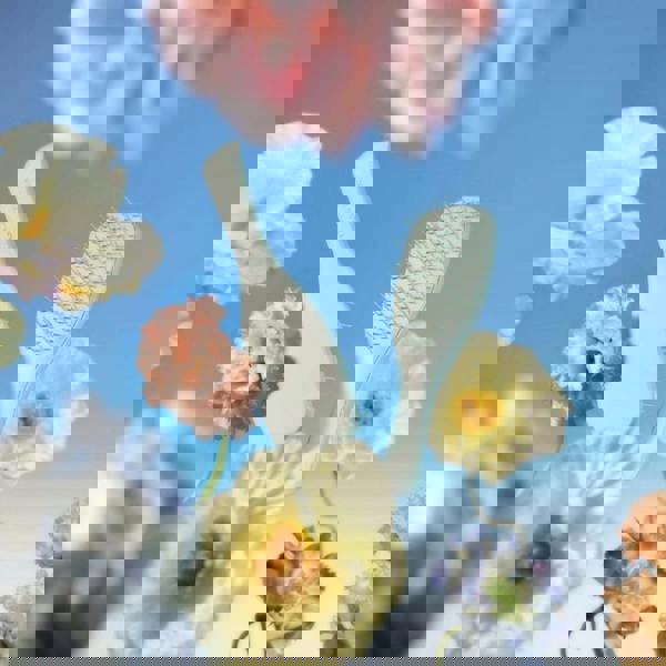 Tangle Teezer The Ultimate Detangler Detangler