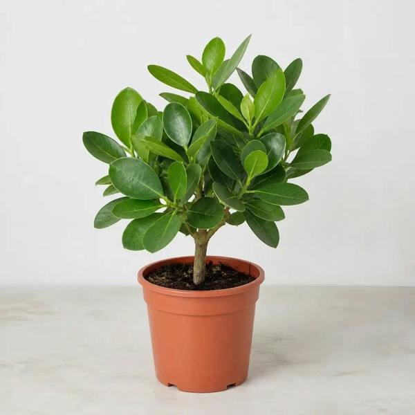 Clusia Autograph Tree 17cm Pot – Indoor Foliage Houseplant
