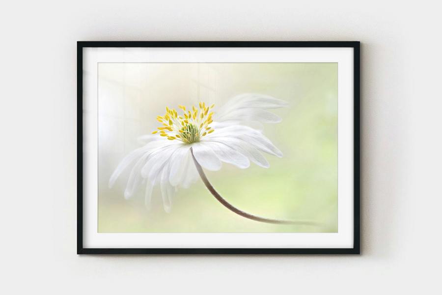 framed poster print of wild flower