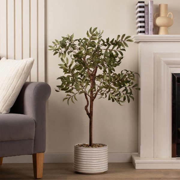 Scottish Everlastings 110cm Olive Tree in ceramic pot