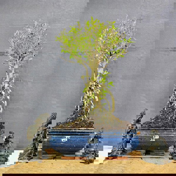 Yorkshire Bonsai Snow Rose (Serissa) Bonsai Tree | Broom | In 20cm Pot