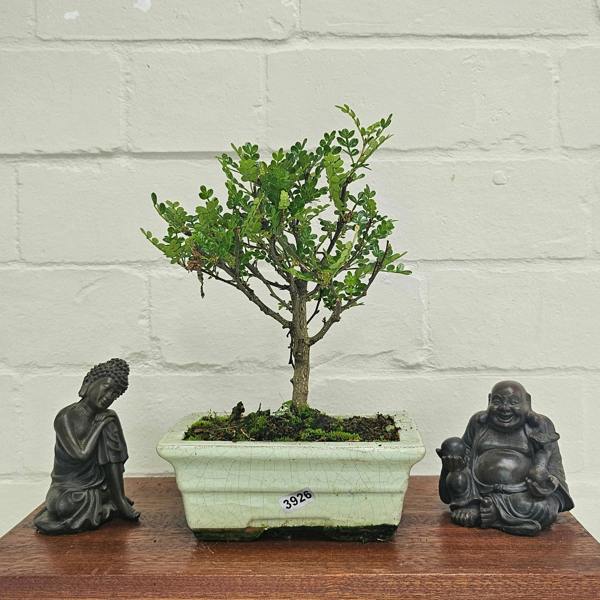 Yorkshire Bonsai Chinese Pepper (Zanthoxylum Pipertum) Bonsai Tree | Broom | In 20cm Pot