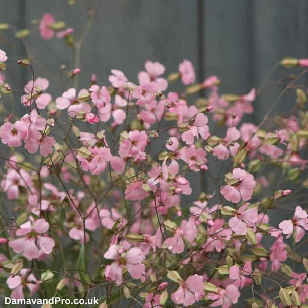 saponaria vaccaria pink beauty