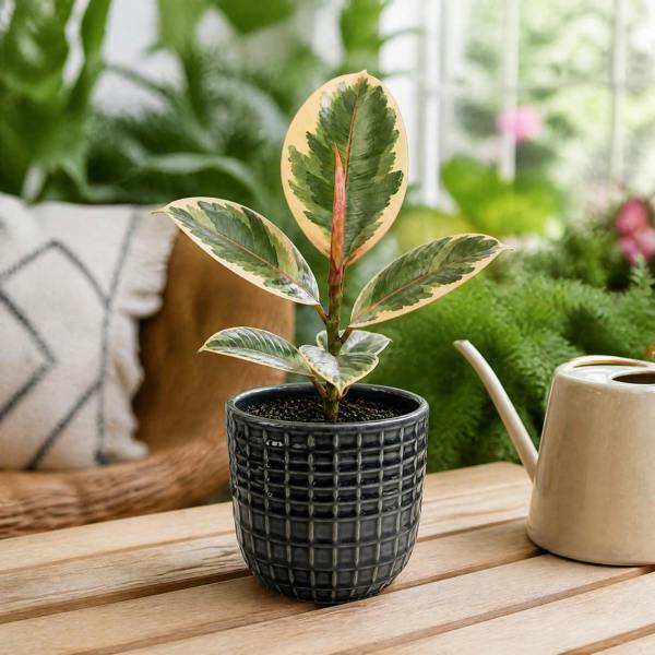 Ficus Tineke Rubber Plant 12cm Pot Plants By Post