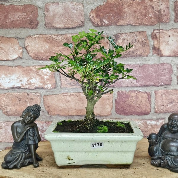 Yorkshire Bonsai Chinese Pepper (Zanthoxylum Pipertum) Bonsai Tree | Broom | In 15cm Pot