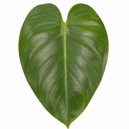 Philodendron Imperial Green – Large Glossy Green Foliage Tropical Evergreen Indoor Houseplant