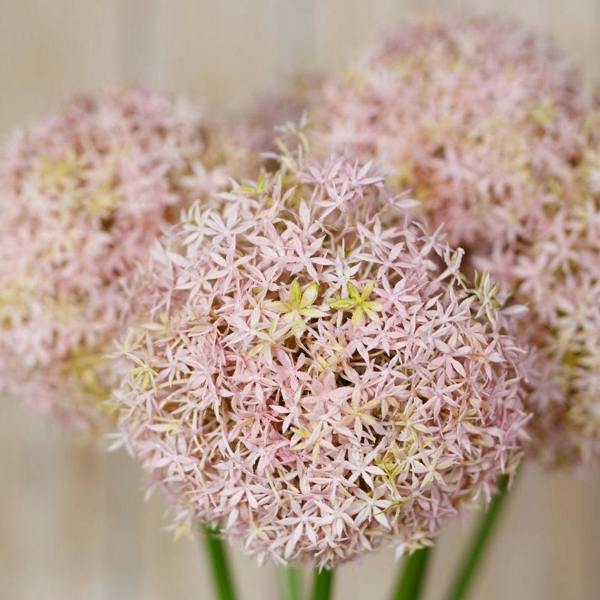 Wyld Haus Set of 3 Artificial Flowers Lilac Medium Allium Stems