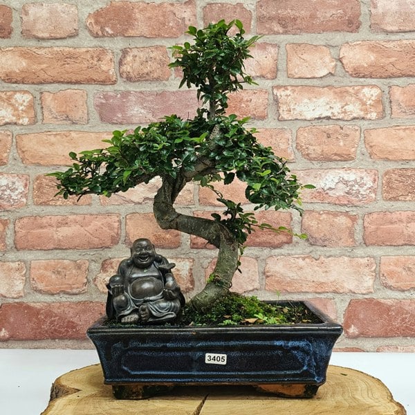 Yorkshire Bonsai Chinese Elm (Ulmus Parvifolia) Bonsai Tree | Shaped | In 25cm Pot