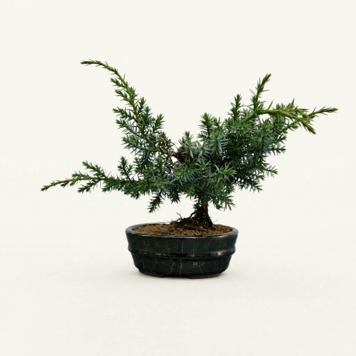 Yorkshire Bonsai Chinese Juniper (Juniperus Chinensis 'Blue Alps') Bonsai Tree | In 12cm Silver Oval Pot