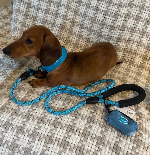 DRYBONES Dog/Pet Accessories Bundle