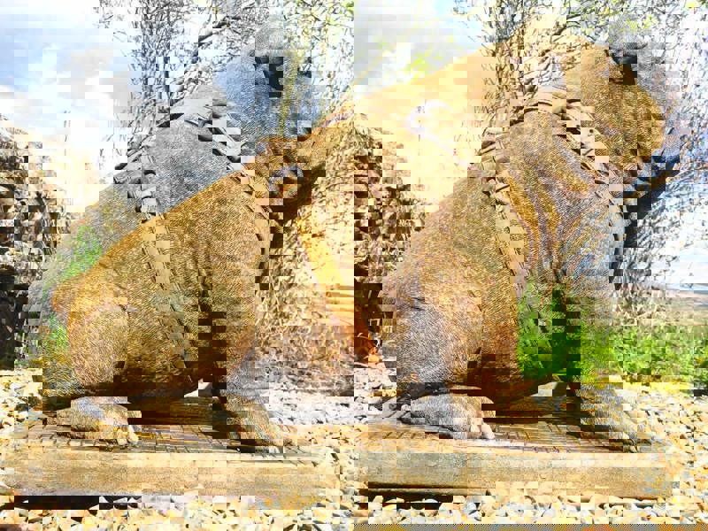 Life Size Sitting British Bulldog Stone Garden Ornament