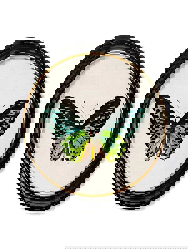 Exceptional Art c.1836 Tropical Butterflies - Round Frames
