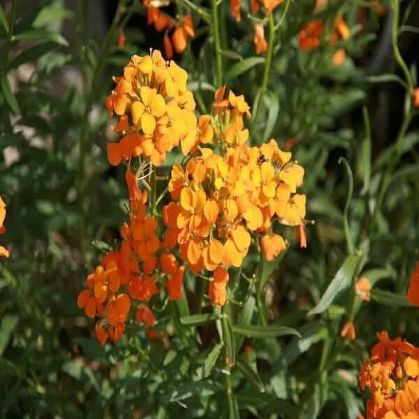 Cheiranthus Cheiri Seeds Erysimum Cheiri