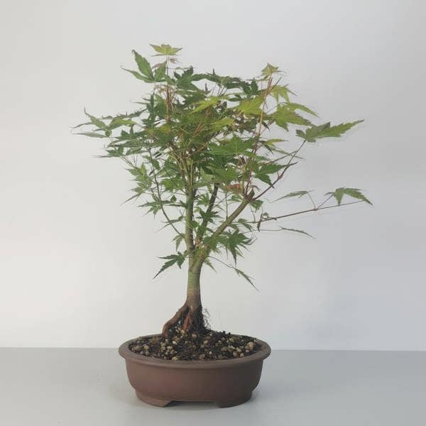 Katsura Maple (Acer Palmatum) Bonsai Tree | Informal Style | Height 40cm | In 18cm Pot - Yorkshire Bonsai