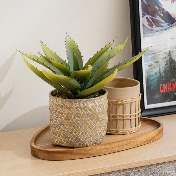Scottish Everlastings 28cm Aloe in Basket