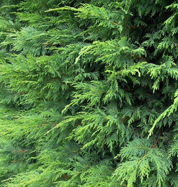 Direct Plants Green Leylandii Cupressocyparis Hedging Trees 4ft/4ft+ Pack of 10 in 3 Litre Pots
