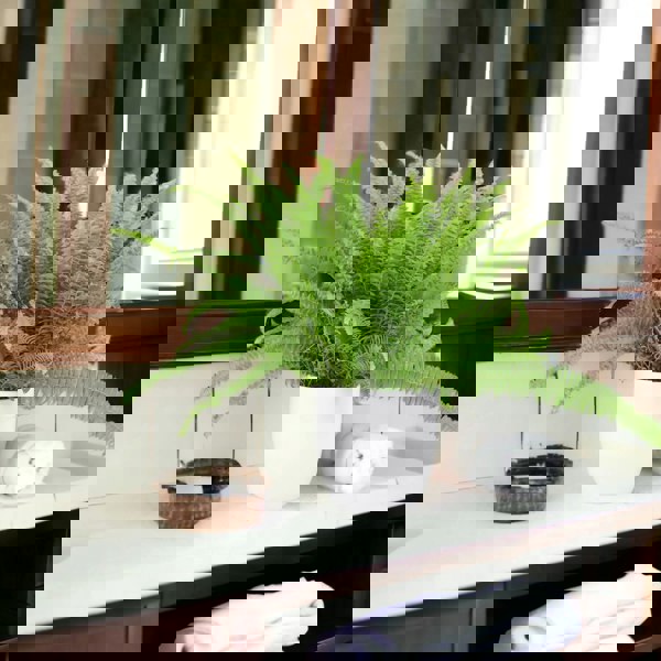 Boston Fern 17cm