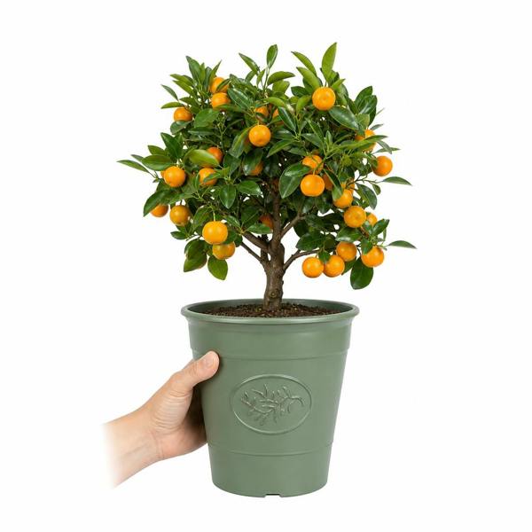 3.4L Calamondin Tree in Decorative Pot Plants By Post