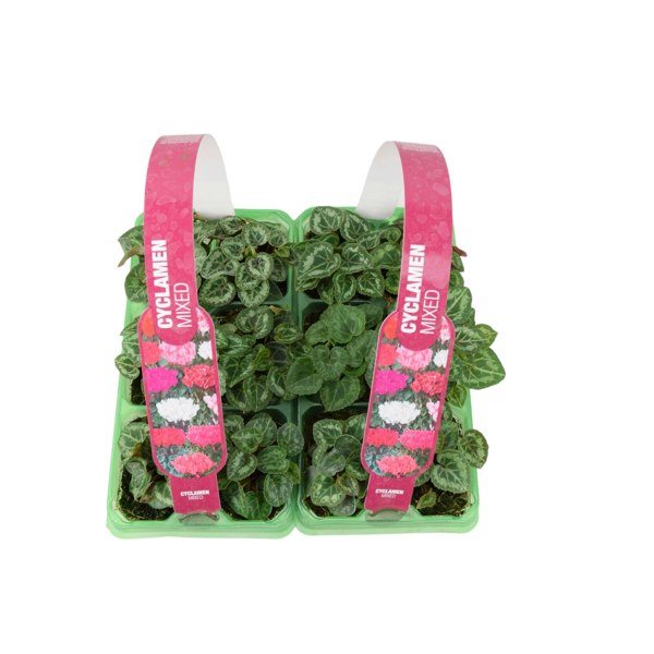 Cyclamen Mixed 6 Pack x 2 (12 Plants) plants by post