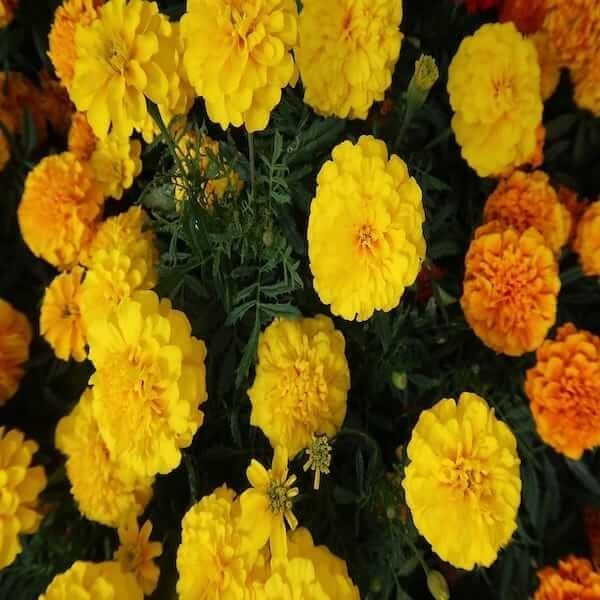 French Marigold Bonita Mixed Seeds