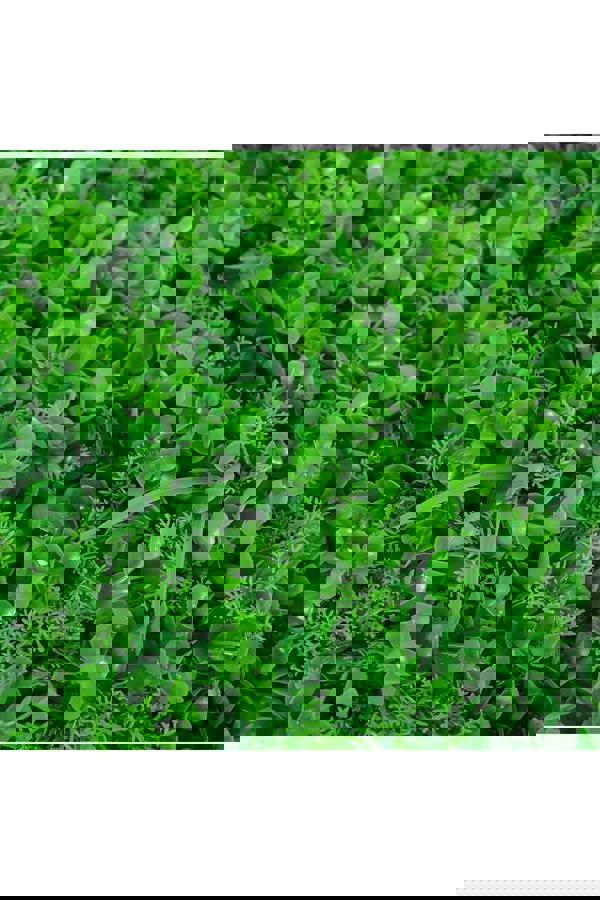 Living and Home 40Cm x 60Cm Artificial Eucalyptus Leaf Mixed Plant Hedges Wall Panel