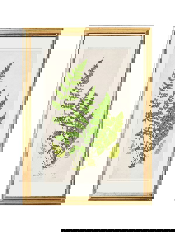 Exceptional Art Collection of 6 Ferns
