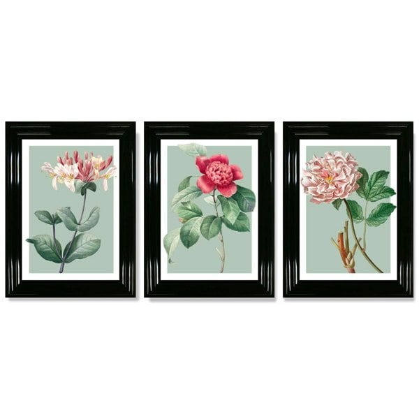 Artze Wall Art Vintage Flowers Honeysuckle, Peony Set of 3 Framed Prints